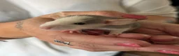 Rat rodents for sale: Rats for sale - Advert 14