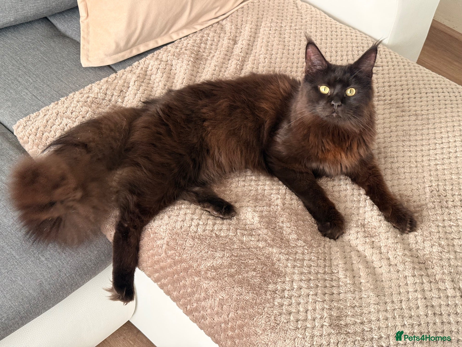 Maine Coon cats for sale: Pure stunning MaineCoon for sale! - Advert 2