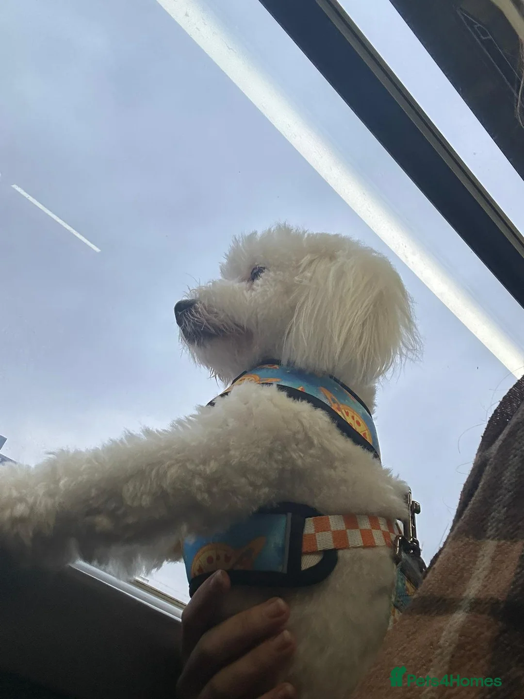 Coton De Tulear dogs for sale: Milo - Coton de tulear  - Advert 1