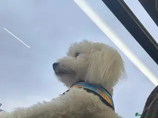 Coton De Tulear dogs Milo - Coton de tulear - Advert 2