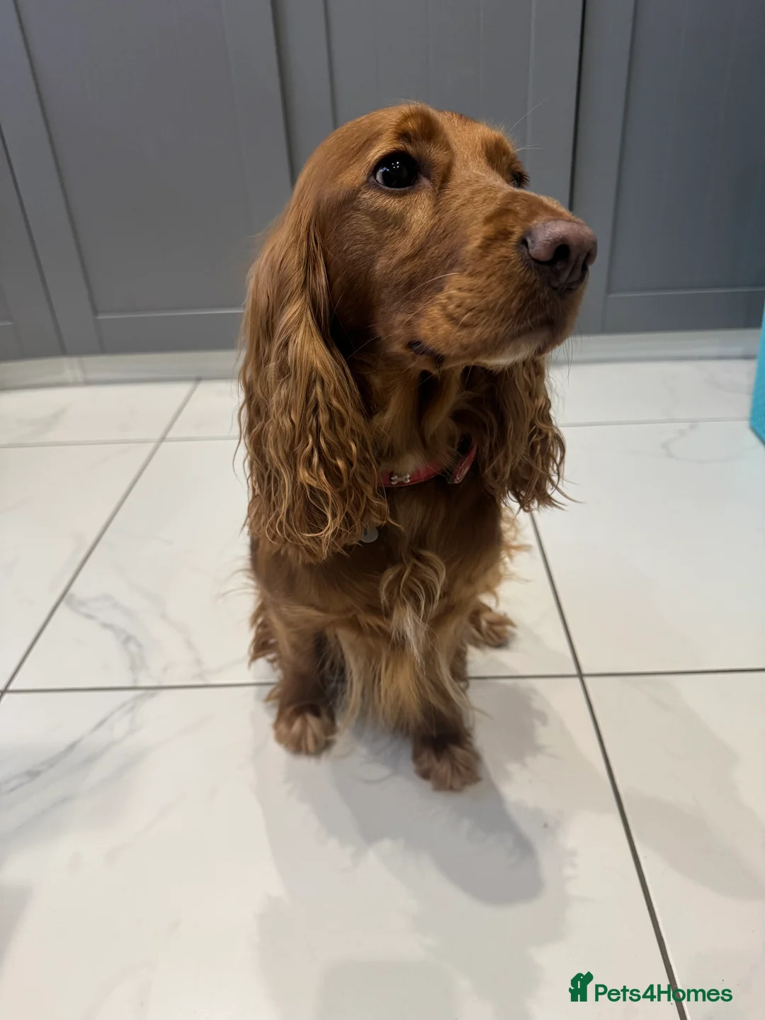 Cocker Spaniel dogs for sale: Show cocker spaniel  - Advert 5