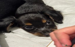 Chiweenie dogs for sale: Monty is looking for his new home - Advert 4