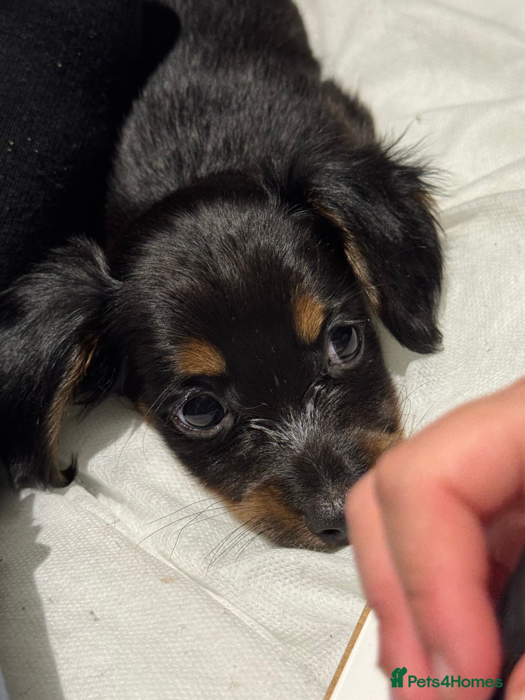 Chiweenie dogs for sale: Monty is looking for his new home - Advert 4