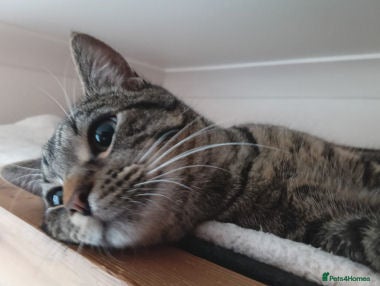 Mixed Breed cats SIMBA - Advert 2