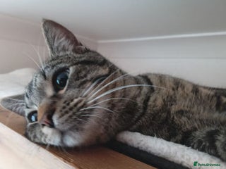 Mixed Breed cats SIMBA - Advert 2