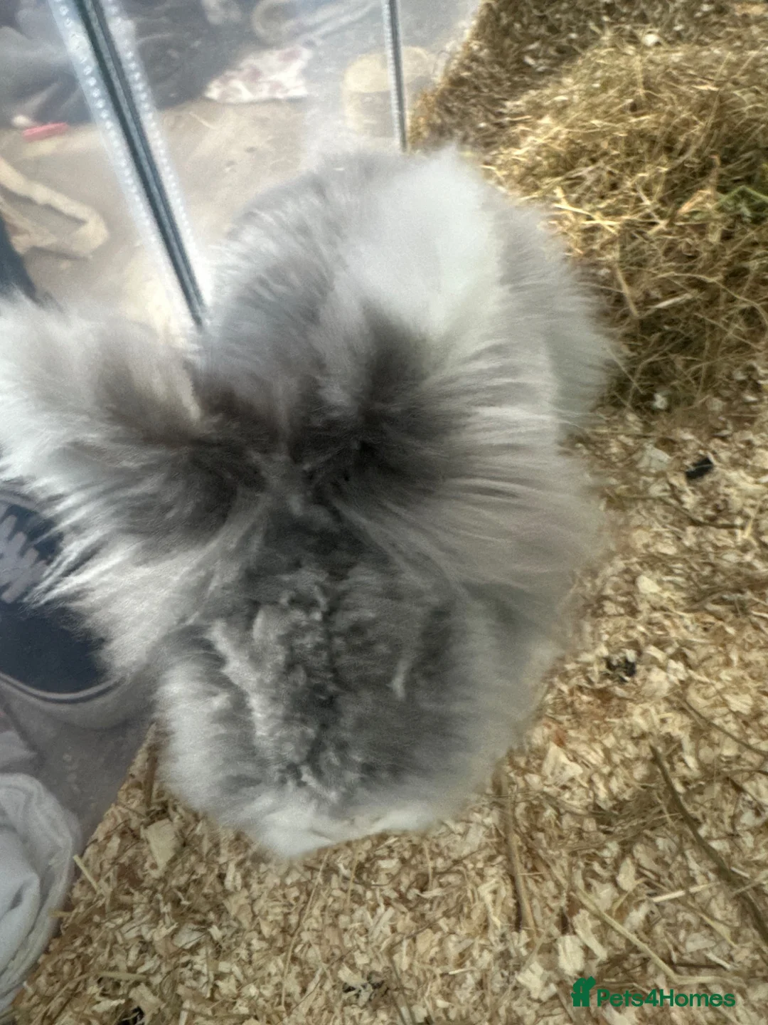 Lionhead rabbits for sale: lion head rabbit 3 years old grey and white  - Advert 3