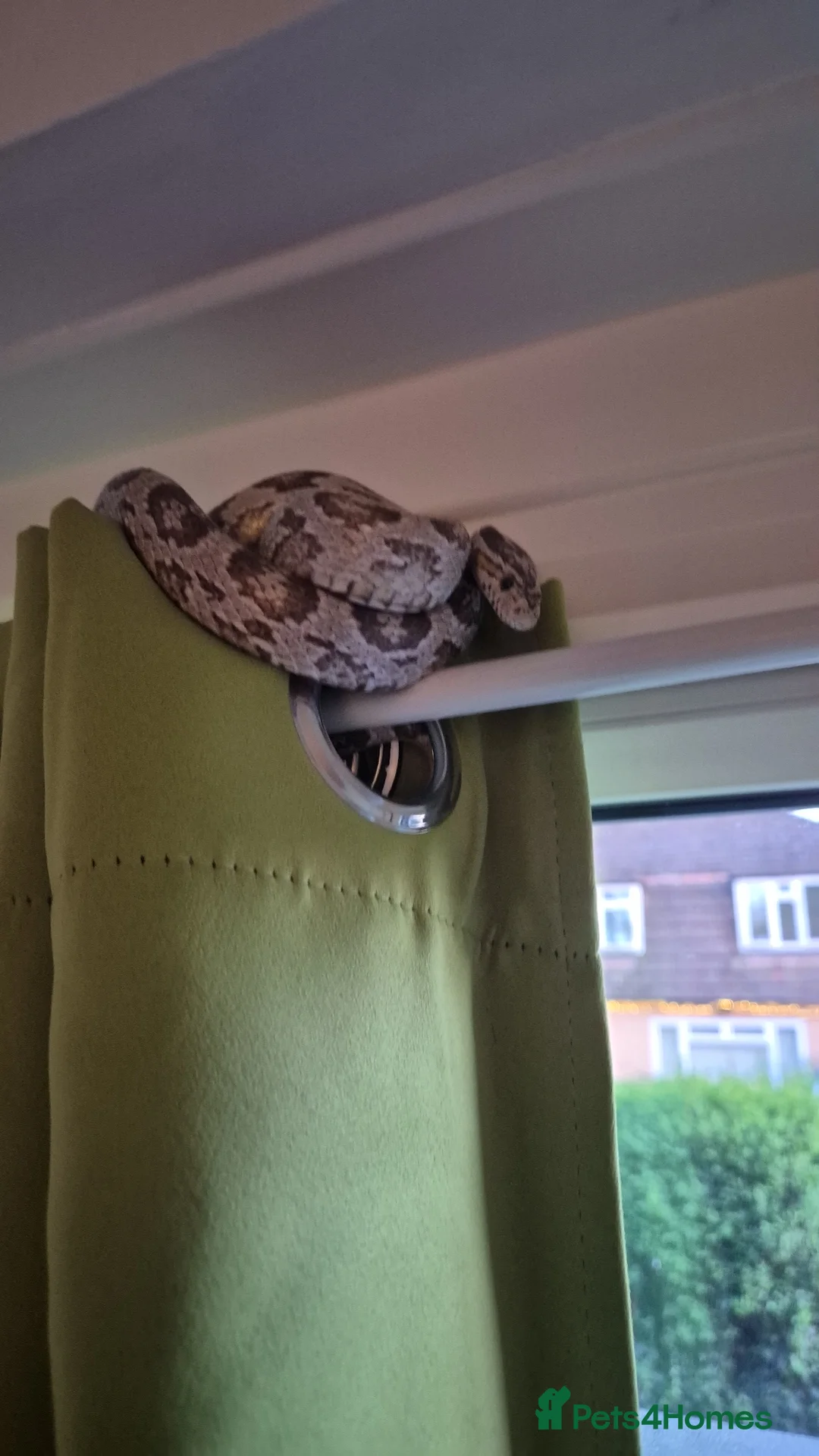 Corn Snake reptiles for sale: Corn snake with set up  - Advert 2