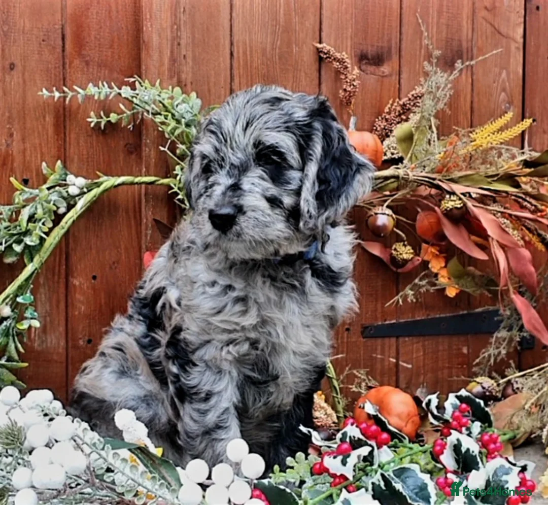 Poodle dogs for stud:  CHOCOLATE MERLE PHANTOM CARRYING PARTI in Todmorden - Advert 11
