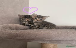 British Shorthair cats for sale: Grey and black tabby kittens 🌻 - Image 1