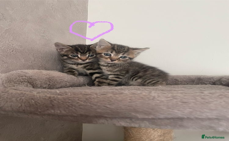 British Shorthair cats - Advert 1
