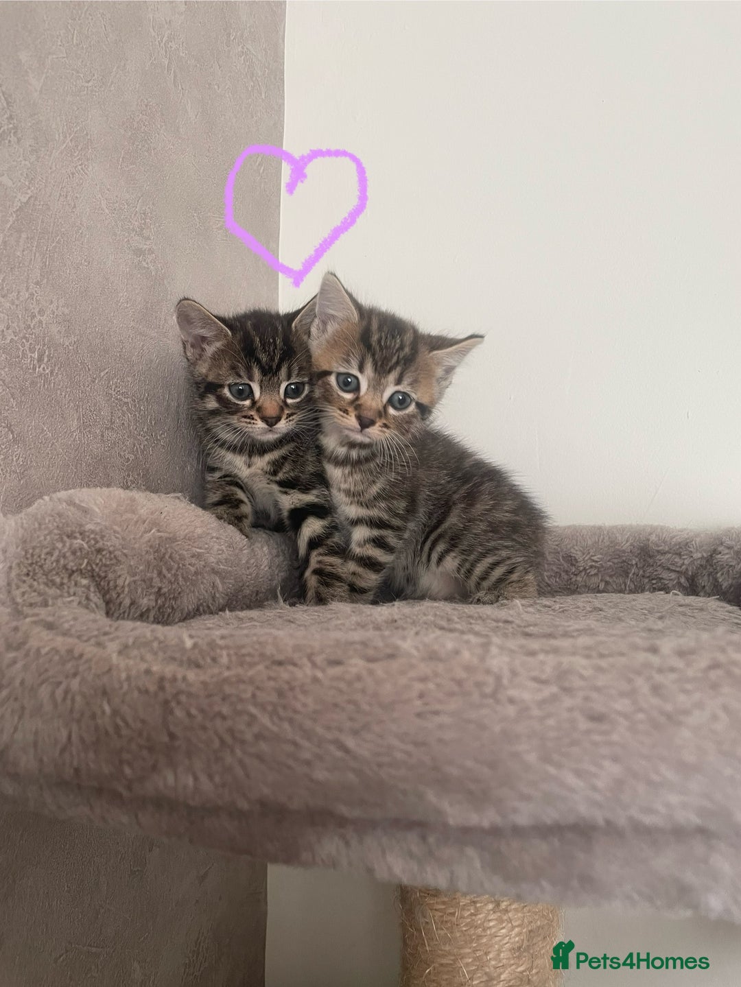 British Shorthair cats for sale: Grey and black tabby kittens 🌻 - Image 1