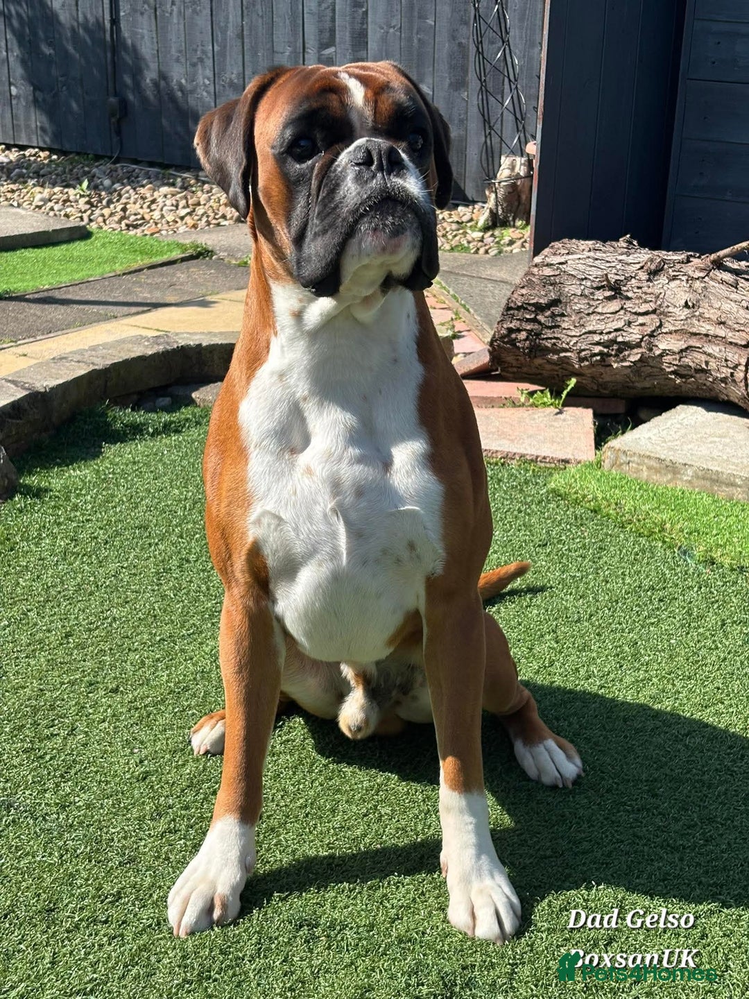 Boxer dogs for sale: 9 Beautiful Boxer Pups - Available from 22/12/2025 - Advert 32
