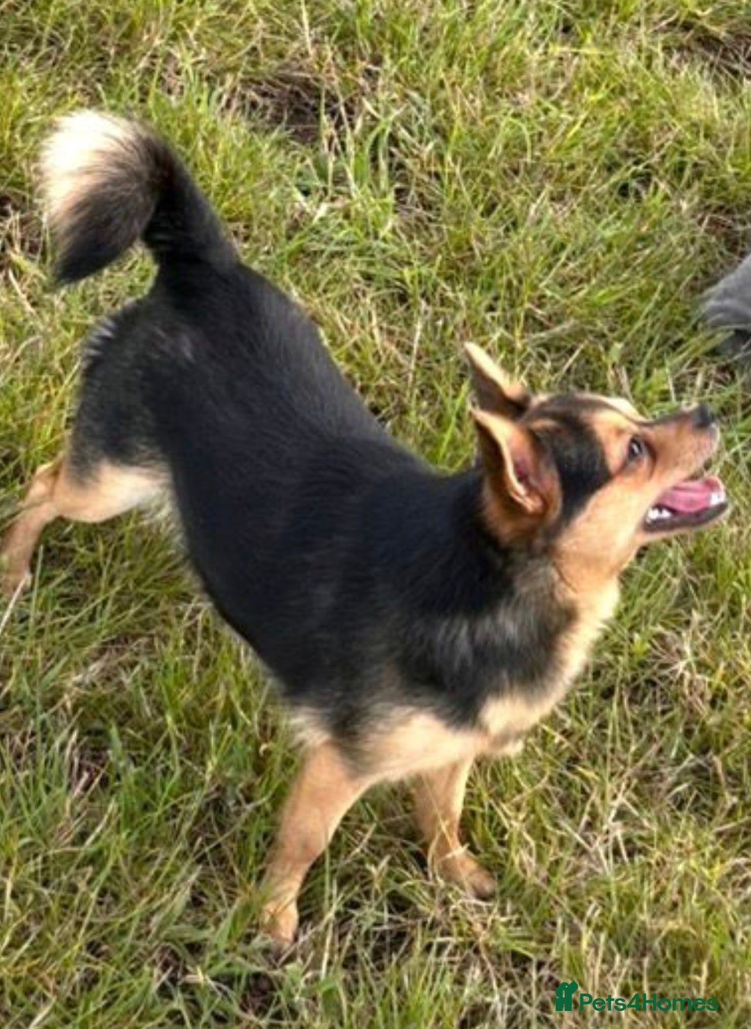 Pomchi dogs for sale: Beautiful litter of Pomchi - Advert 13