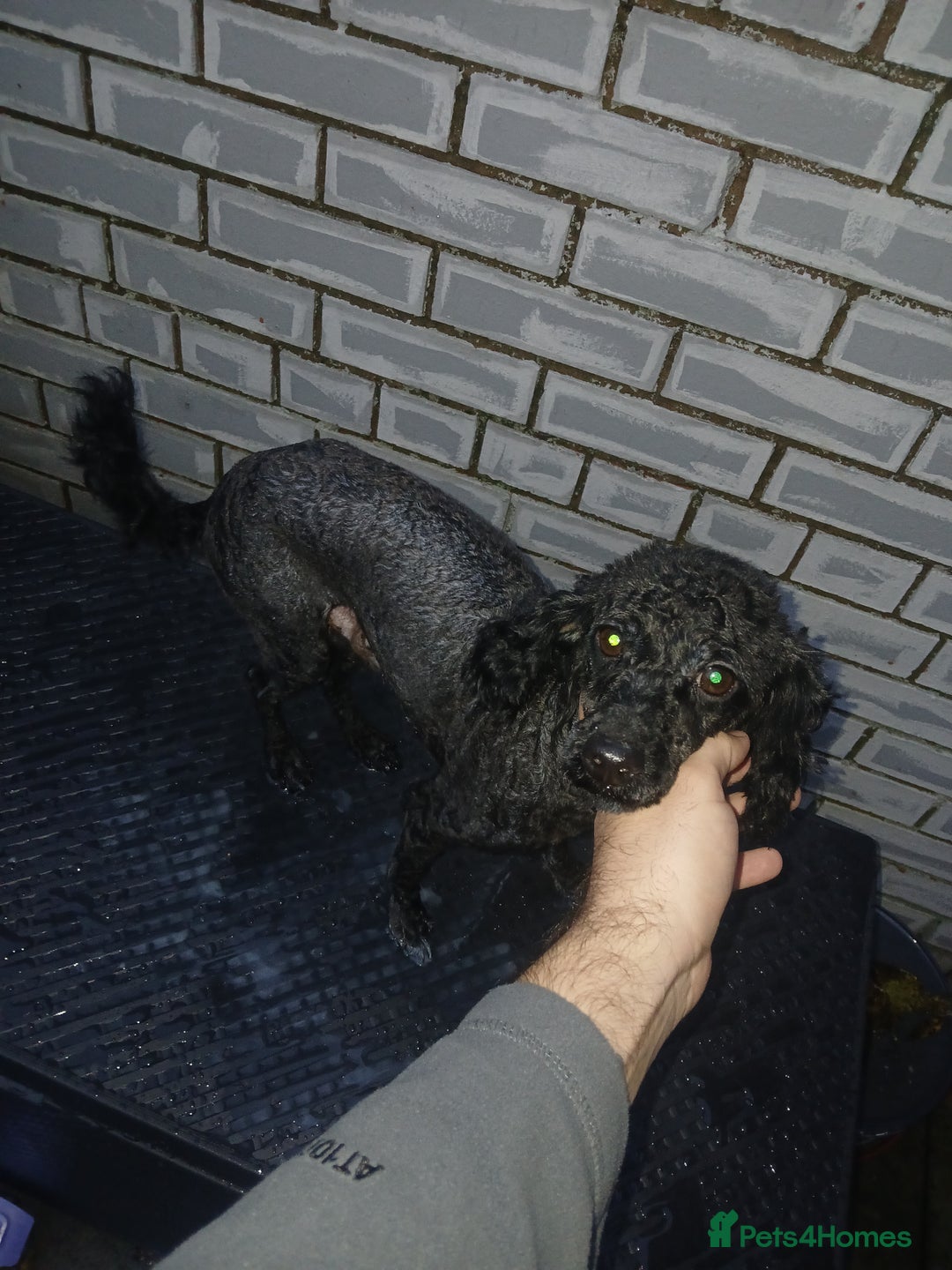 Toy Poodle dogs for sale: Bruno Toy poodle - Image 3