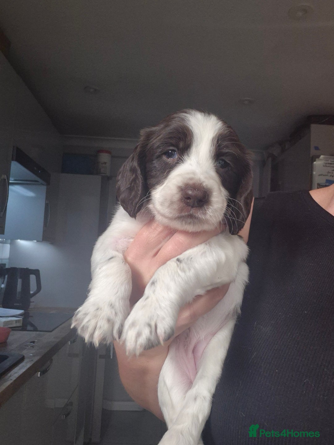 English Springer Spaniel dogs for sale: Adorable Springer Spaniel Puppies  - Image 2