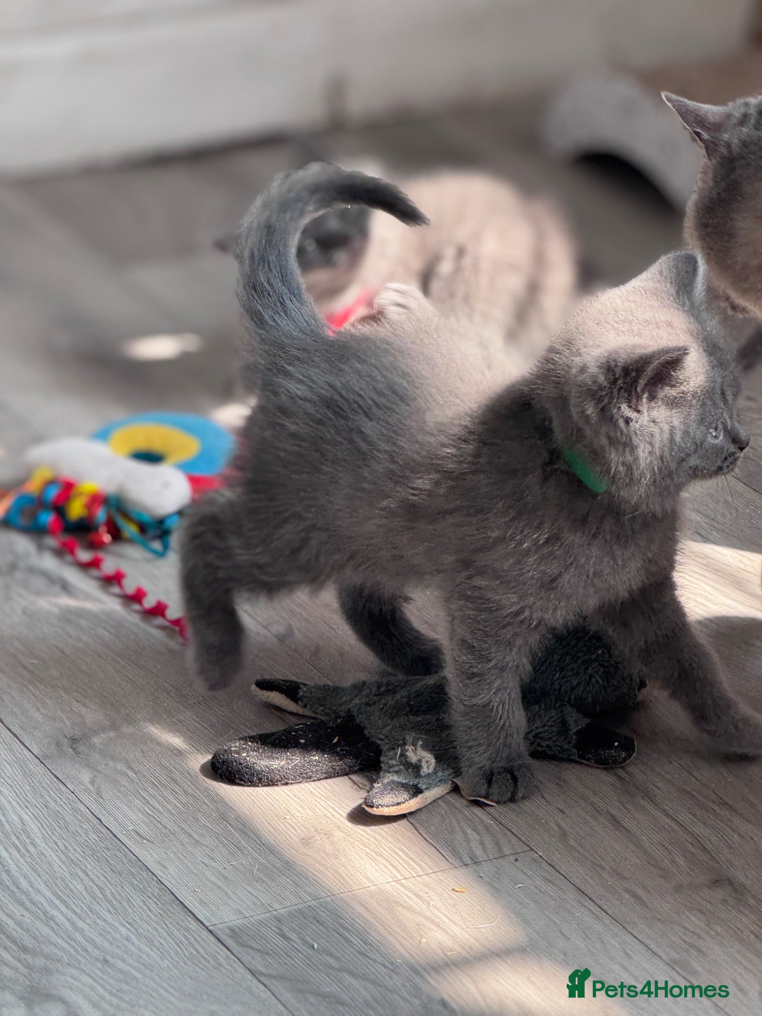 British Shorthair cats Pure British shorthair kittens - Advert 2