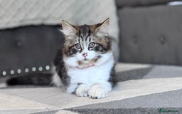 Mixed Breed cats for sale: Mix ragdoll kittens  - Image 2