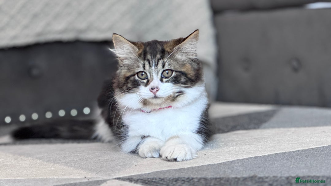Mixed Breed cats for sale: Mix ragdoll kittens  - Image 2