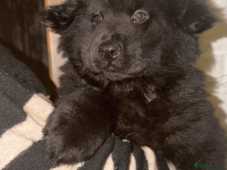 Mixed Breed dogs 🧸CHOW SHEPHERDS🧸 little bears ready now! - Advert 5