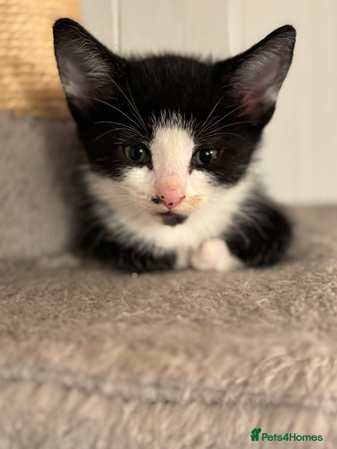 Domestic Shorthair cats for sale: Beautiful friendly Kittens  - Image 18