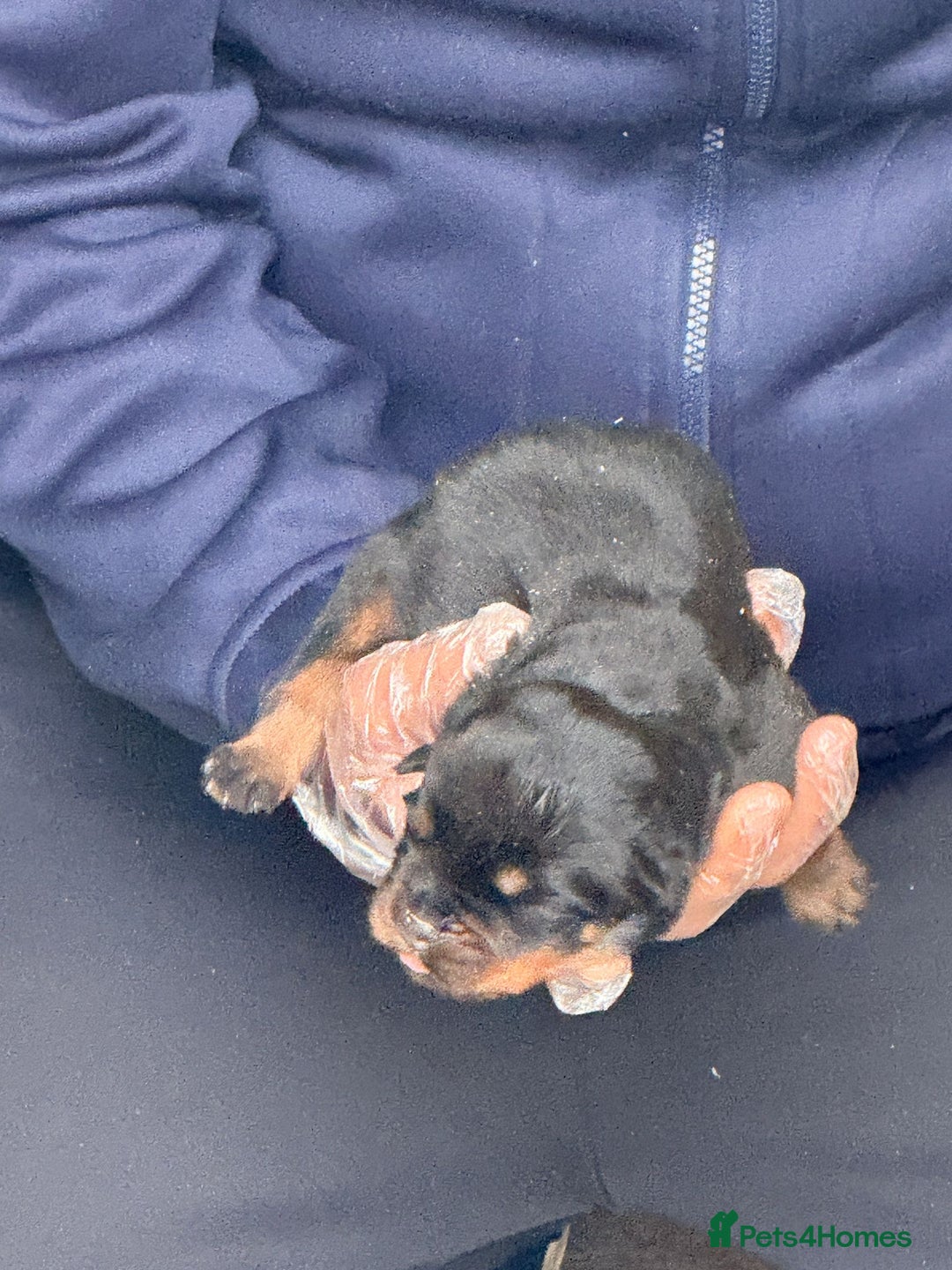 Rottweiler dogs for sale: Top quality kc pups for sale timitor X edelstein - Advert 5