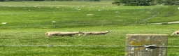 Sheep livestock for sale: Shetland X ewes - Advert 6
