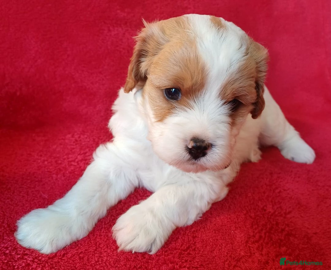 Cavapoo dogs for sale: F2 Cavapoo, Dog breeding license - Advert 5