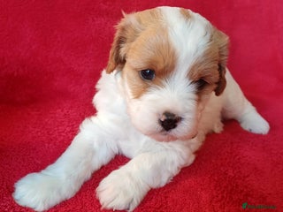 Cavapoo dogs F2 Cavapoo, Dog breeding license - Advert 13