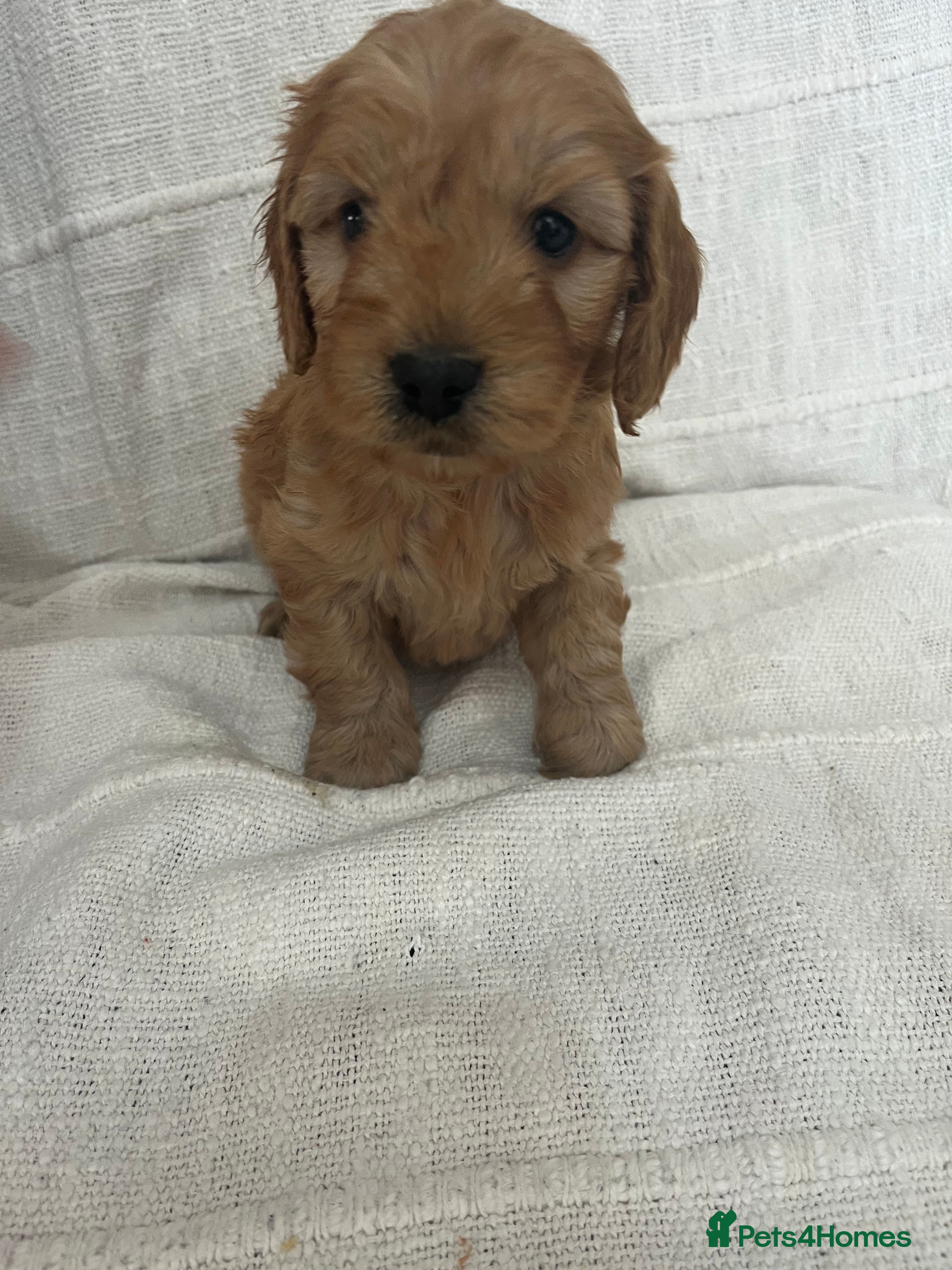 Cockapoo dogs 🐶🐶 cockerpoo puppies 🐶🐶 - Advert 1