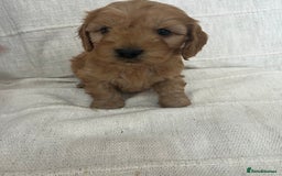 Cockapoo dogs for sale: 🐶🐶 cockerpoo puppies 🐶🐶 - Advert 1