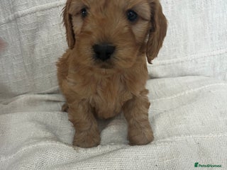 Cockapoo dogs 🐶🐶 cockerpoo puppies 🐶🐶 - Advert 1