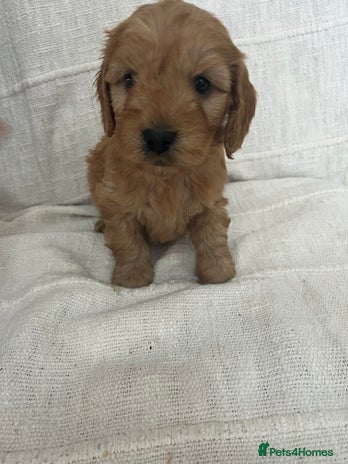 Cockapoo dogs 🐶🐶 cockerpoo puppies 🐶🐶 - Advert 1