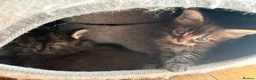Maine Coon cats for sale: Beautiful maincoon cross ragdolls  - Advert 16