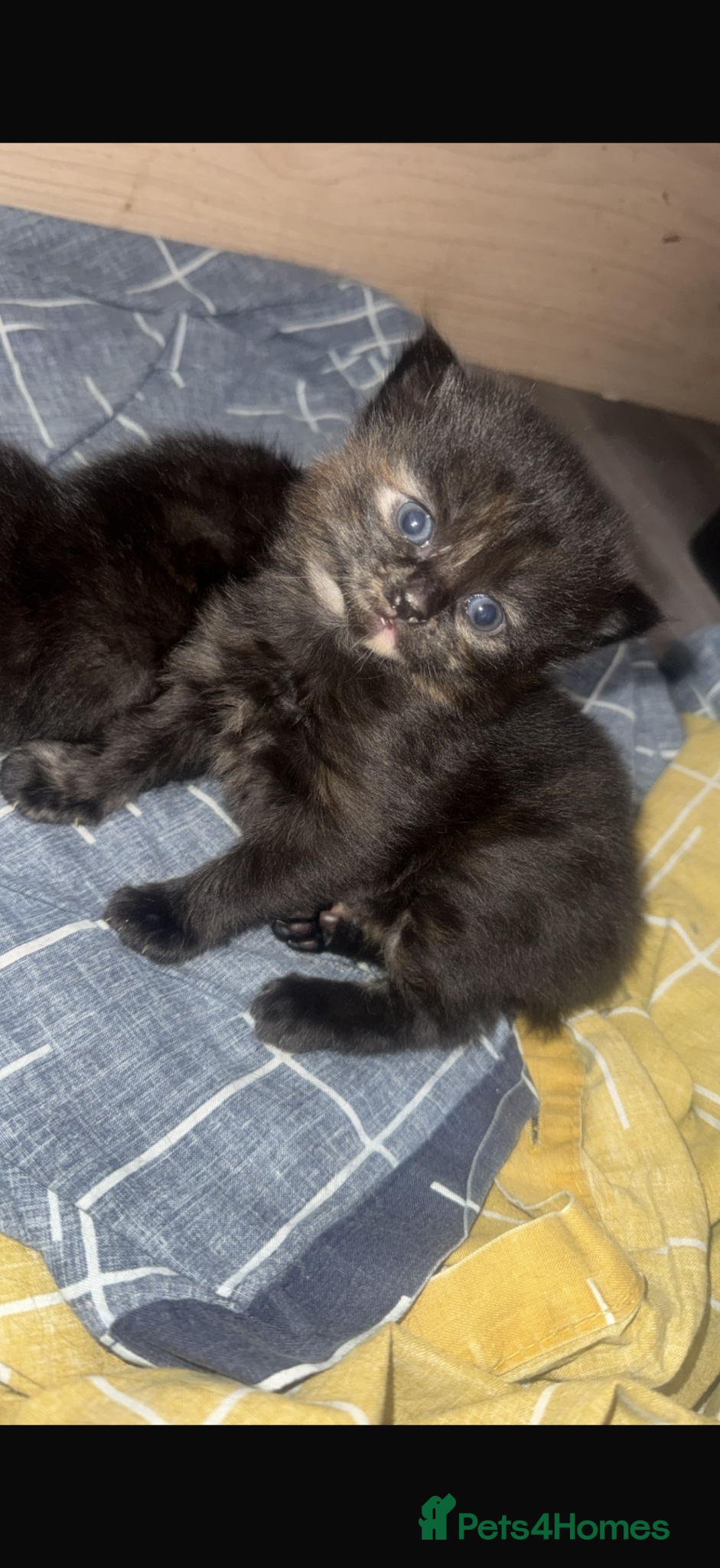 Mixed Breed cats Female kitten  - Advert 2