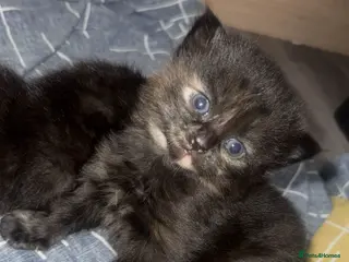 Mixed Breed cats Female kitten - Advert 2