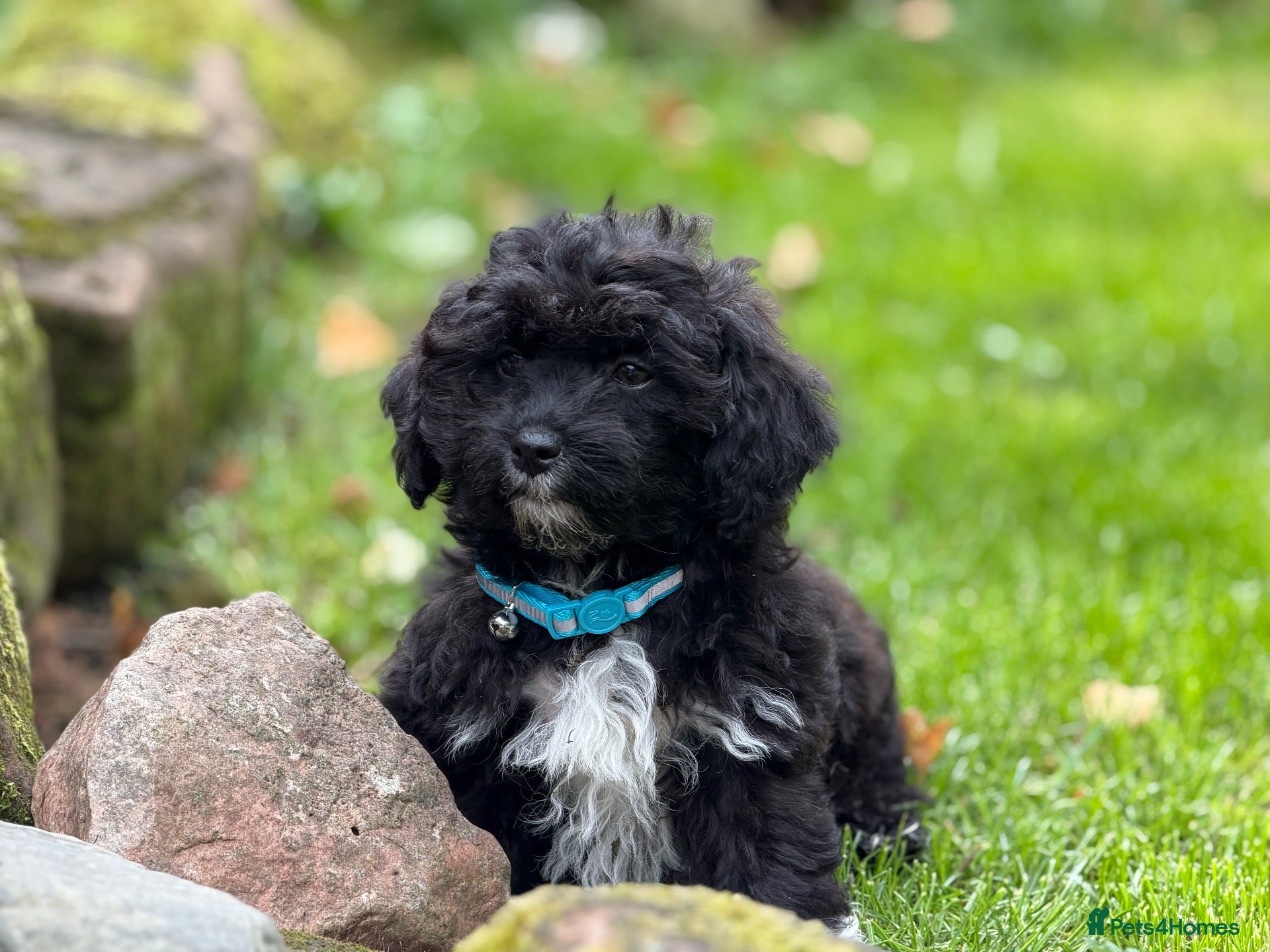 Jackapoo dogs Gorgeous jackapoo boy  - Advert 17