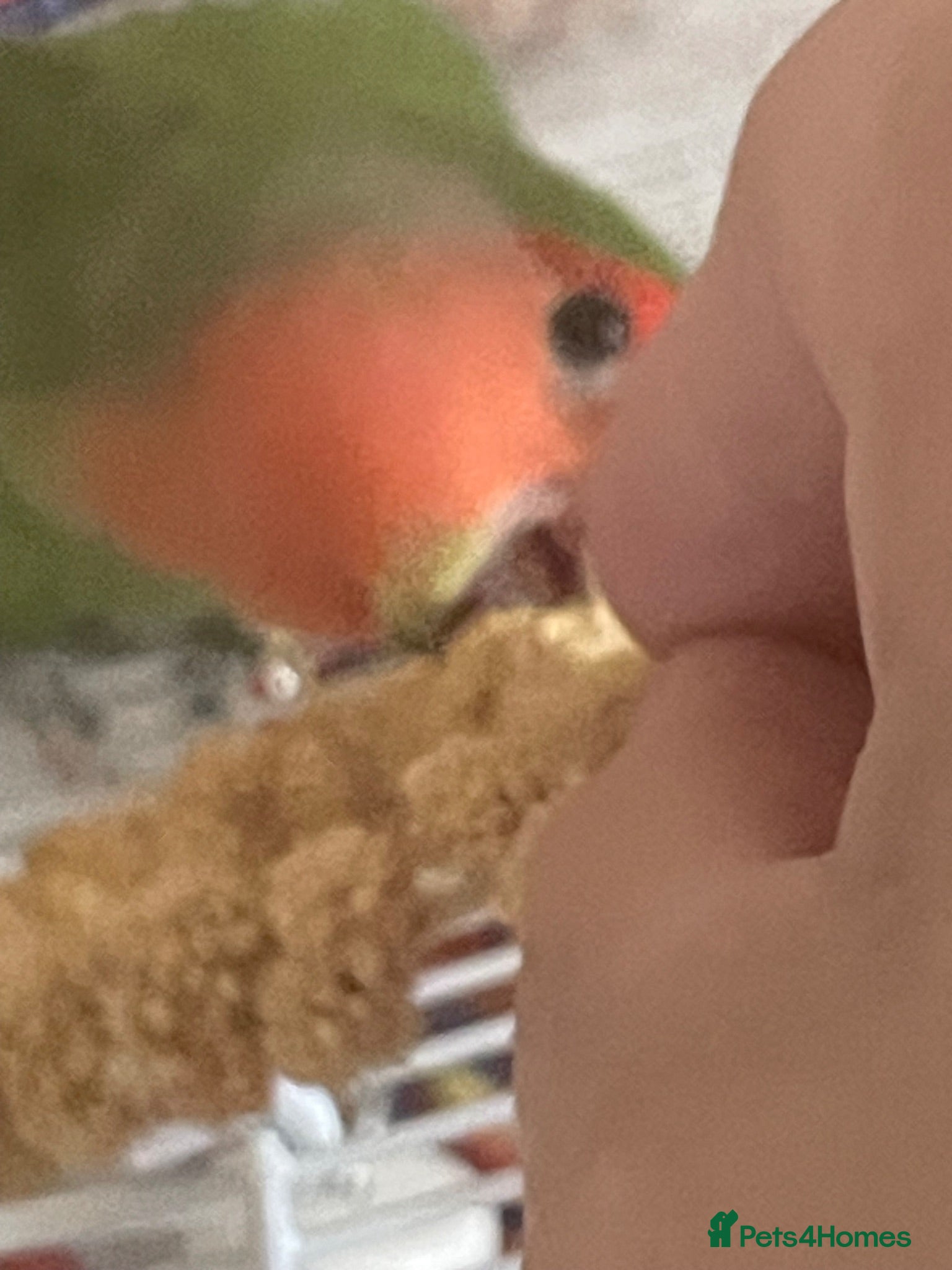Lovebirds birds Beautiful baby lovebird male semi tame  - Advert 14