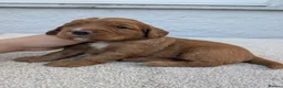 Cocker Spaniel dogs for sale: KC Registered FTCH bloodline Working Cocker Pups - Advert 28