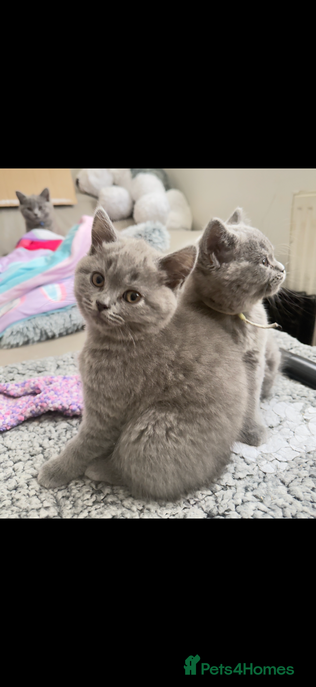 British Shorthair cats for sale: British shorthair  - Advert 3