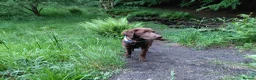 Labrador Retriever dogs for sale: KC Chocolate Labrador from Health Test Parents - Advert 9