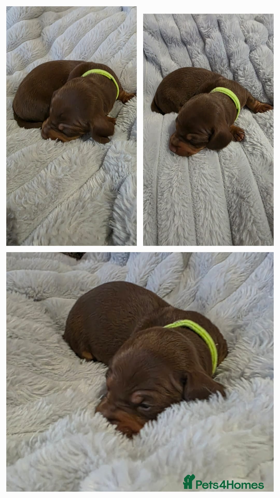 Miniature Dachshund dogs for sale: Miniture dachshund puppies available.  - Advert 2