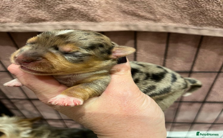 Yorkshire Terrier dogs - Advert 16