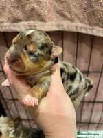 Yorkshire Terrier dogs Stunning family raised puppys - Advert 6