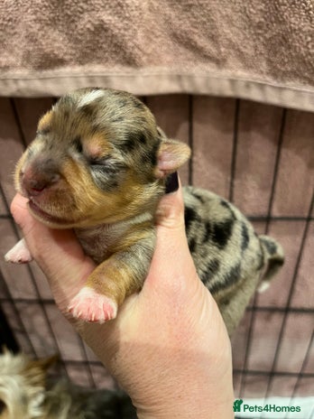 Yorkshire Terrier dogs - Advert 16