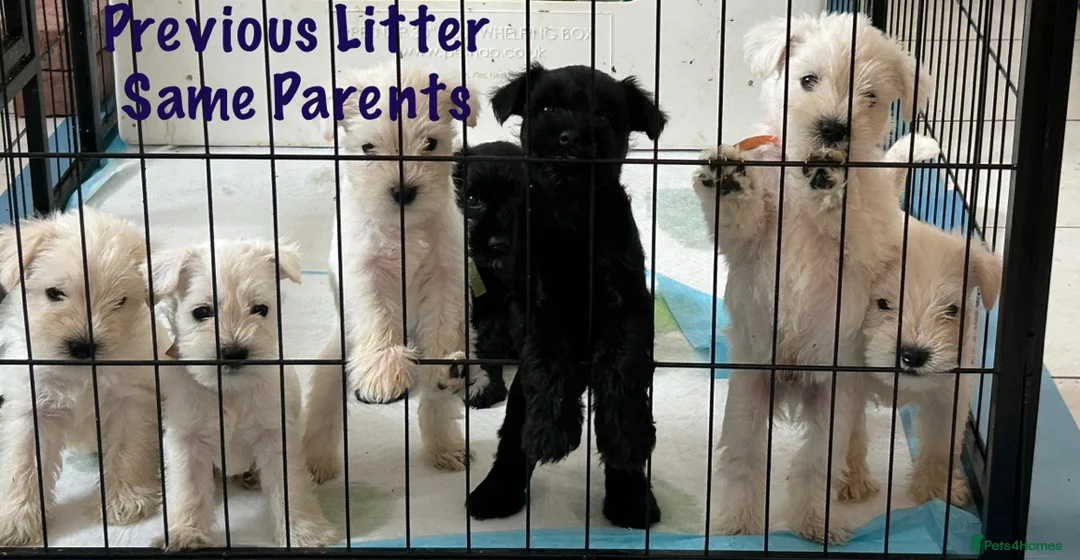 Miniature Schnauzer dogs for sale: Stunning KC Reg Miniature Schnauzers - Advert 4