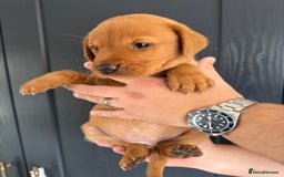 Labrador Retriever dogs for sale: KC registered Fox Red Labrador puppies  - Image 11