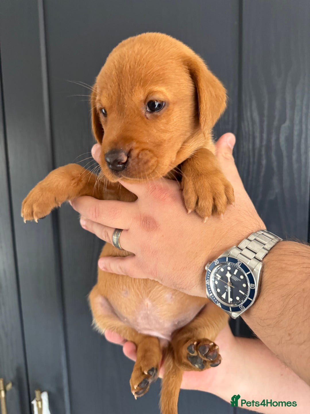 Labrador Retriever dogs for sale: KC registered Fox Red Labrador puppies  - Image 11