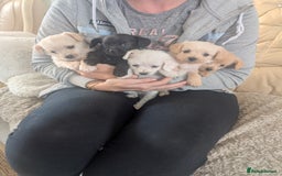 Chipoo dogs for sale: Chihuahua cross poodle puppies  - Image 1