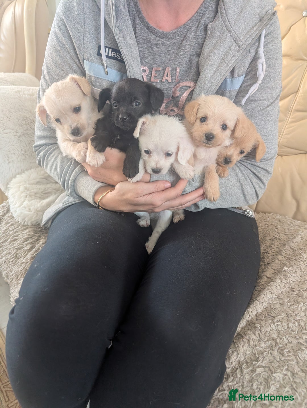 Chipoo dogs for sale: Chihuahua cross poodle puppies  - Image 1