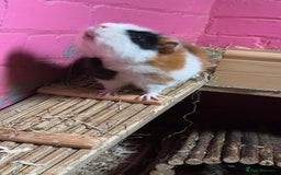 Guinea Pig rodents for sale: Male Guineapigs for sale  - Image 4